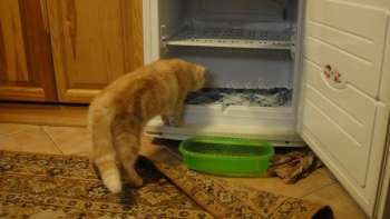 холодильник веко как разморозить